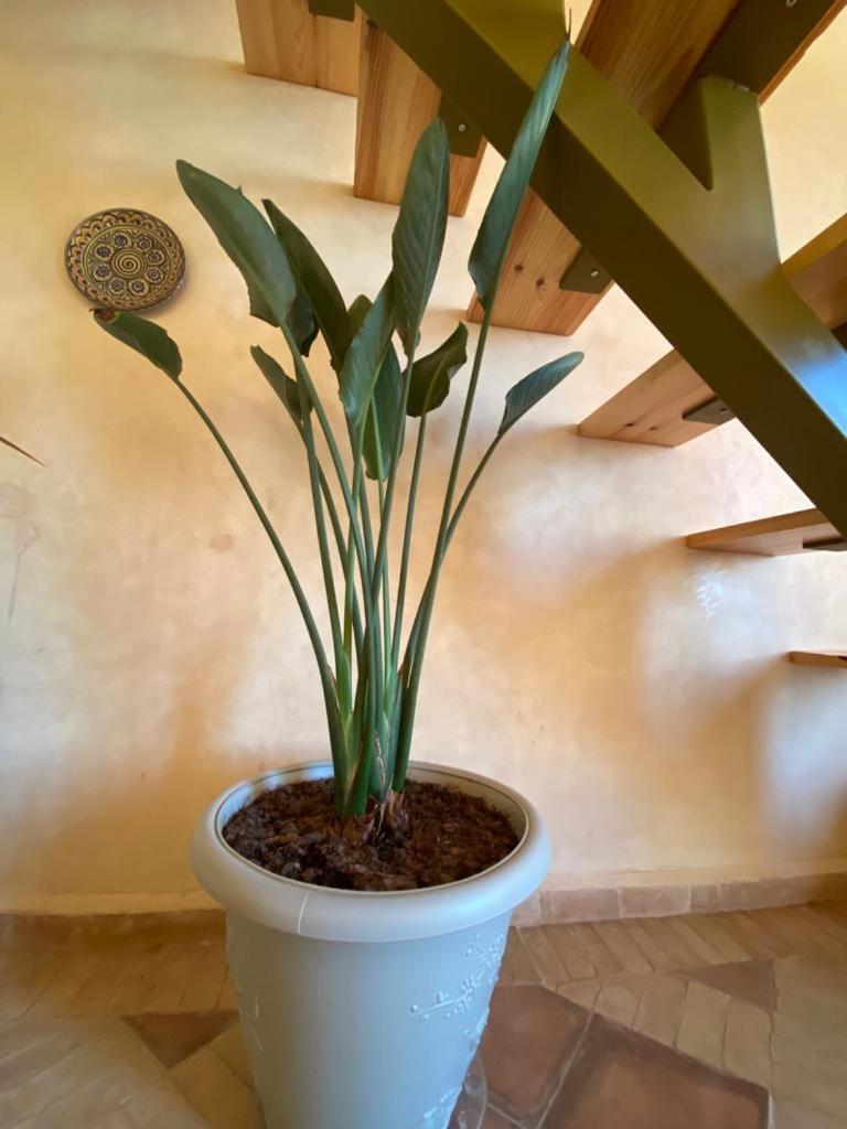 Appartement Dar Diafa Samira à Mirleft Extérieur photo